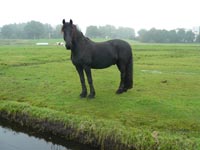 Paard on de weide