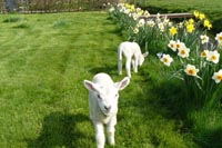 Lammetjes in tuin